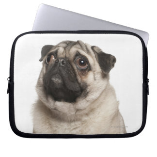 Pug (13 months old) looking up laptop sleeve
