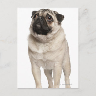 Pug (13 months old) looking up postcard