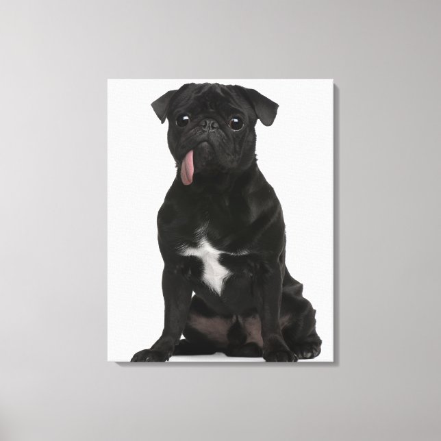 Pug (1 year old) sitting with its tongue hanging canvas print (Front)