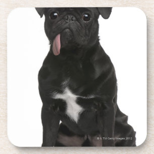 Pug (1 year old) sitting with its tongue hanging coaster