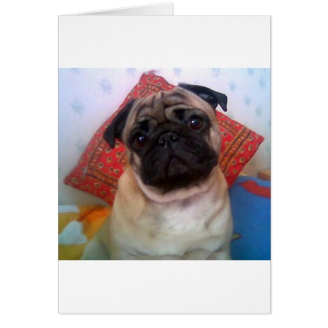 pug 4.png (Front)