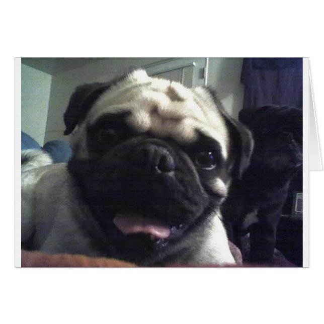 Pug 5.png (Front Horizontal)