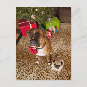 Pug and boxer sitting in front of Christmas tree Holiday Postcard