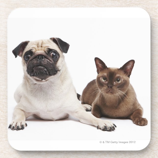 Pug and Burmese cat Coaster (Front)