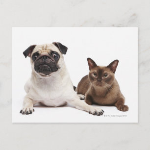 Pug and Burmese cat Postcard