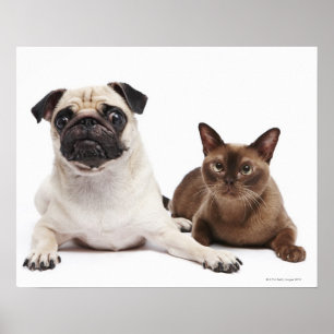 Pug and Burmese cat Poster