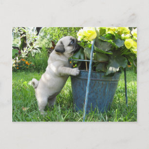 Pug and Flowers Postcard