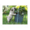 Pug and Flowers Postcard