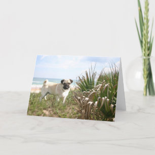 Pug Beachgrass Card