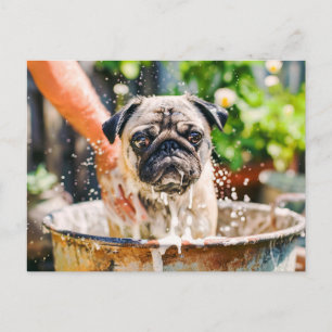 Pug Being Bathed in Bucket of Water Postcard