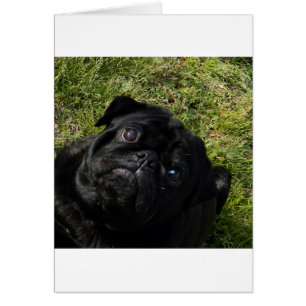 pug black