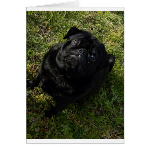 pug black full