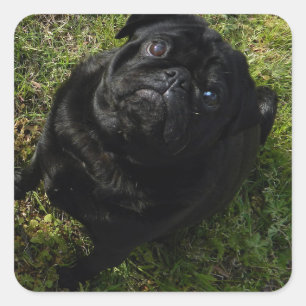 pug black full square sticker
