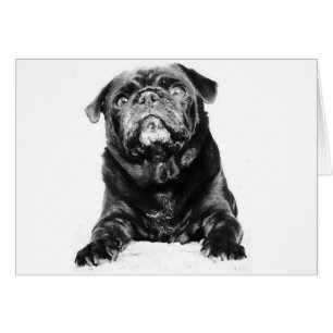 Pug - Black PUG Black & White