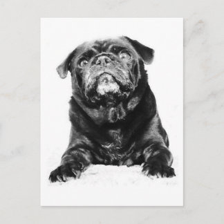 Pug - Black PUG Black & White Postcard