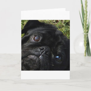 pug black-pug eyes card