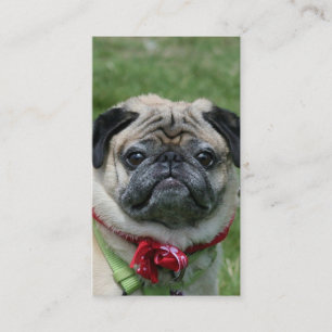 Pug business cards
