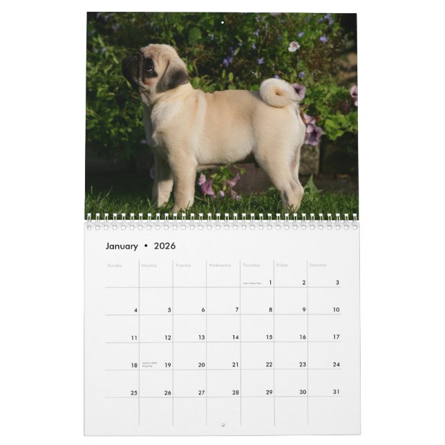 Pug Calendar (Jan 2026)