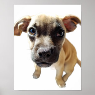 Pug + Chihuahua = Cutest Puppy Dog Ever Poster