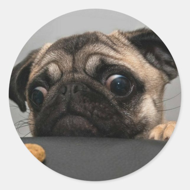 Pug Classic Round Sticker (Front)