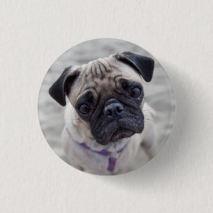 Pug Closeup 3 Cm Round Badge