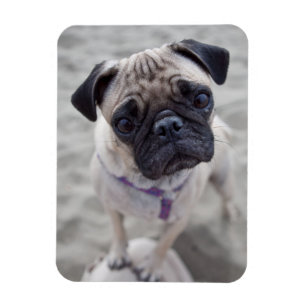 Pug Closeup Magnet