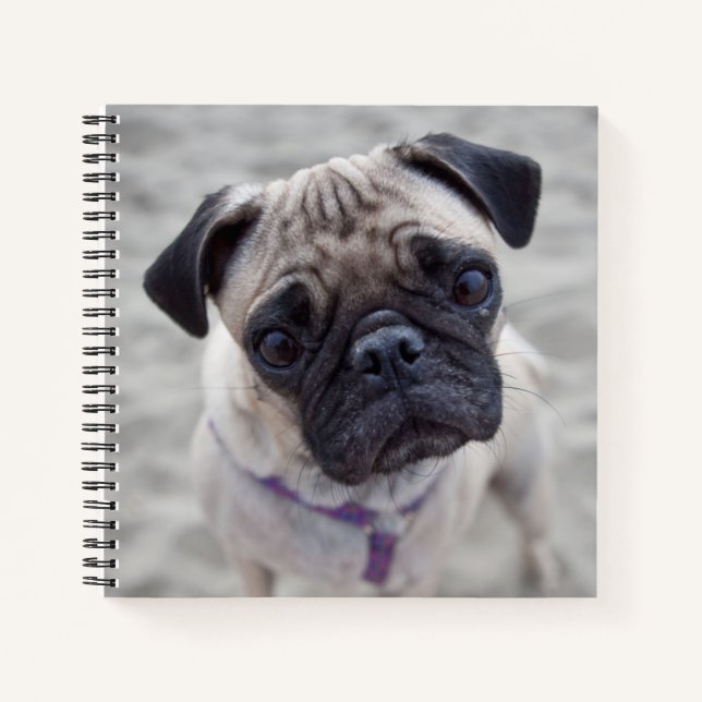 Pug Closeup Notebook (Front)