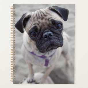 Pug Closeup Planner