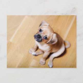 Pug Cross Cavalier King Charles Spaniel Postcard
