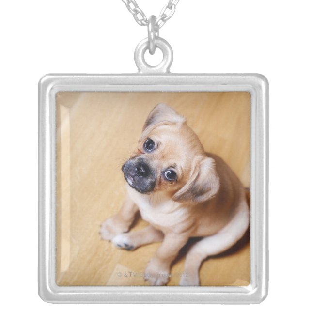 Pug Cross Cavalier King Charles Spaniel Silver Plated Necklace (Front)