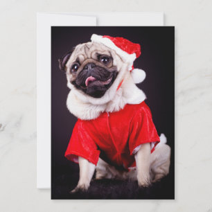 pug dog