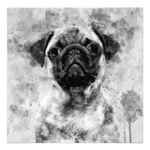 Pug Dog Black and White Watercolor 01 Photo Print