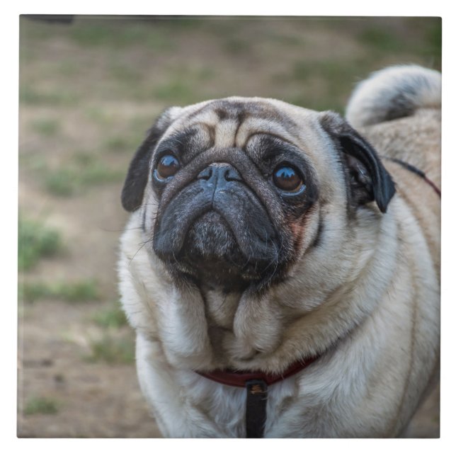 Pug dog ceramic tile (Front)
