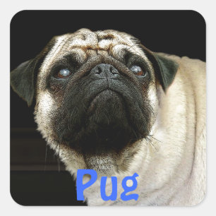 Pug Dog & Cute Pet-lover Stickers