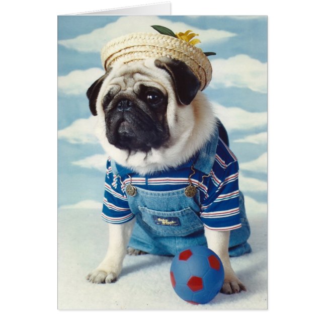 Pug Dog Little Boy Blue (Front)