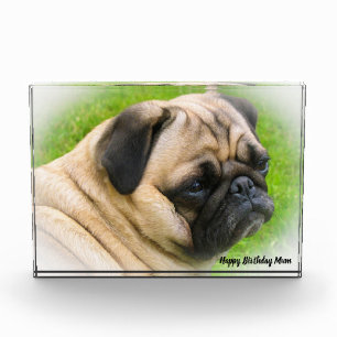 Pug Dog. Photo Block