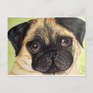 Pug Dog Postcard