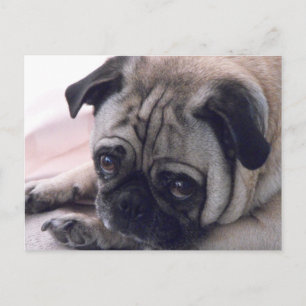 Pug dog postcard