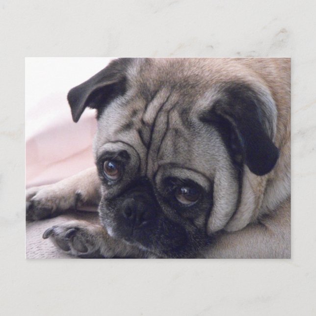 Pug dog postcard (Front)