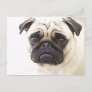 Pug Dog Postcard