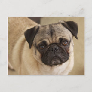 PUG DOG PUP POSTCARD