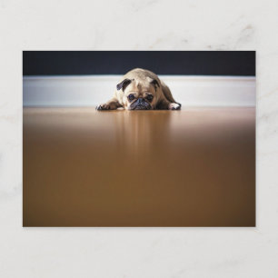 Pug Dog Puppy Grumpy Cute Animal Pet Wrinkly Postcard