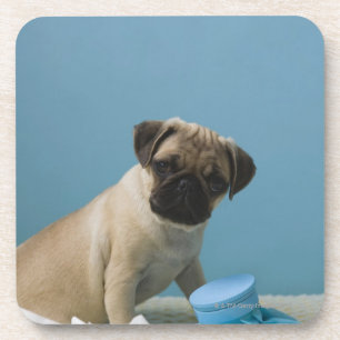 Pug dog sitting on bed by hot water bottle and coaster