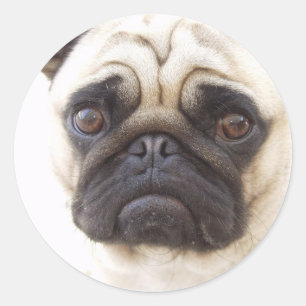 Pug Dog Sticker