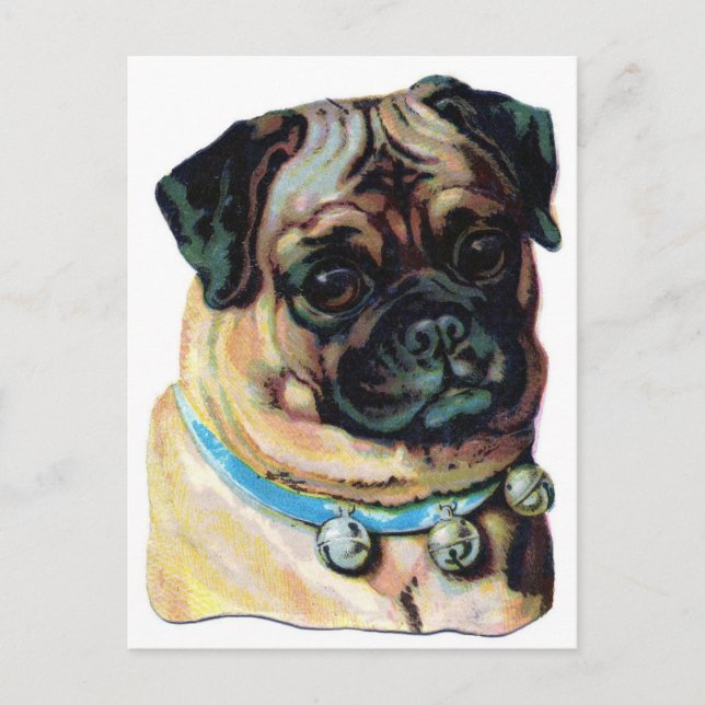Pug Dog Vintage Postcard (Front)