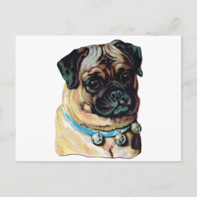 Pug Dog Vintage Postcard (Front)