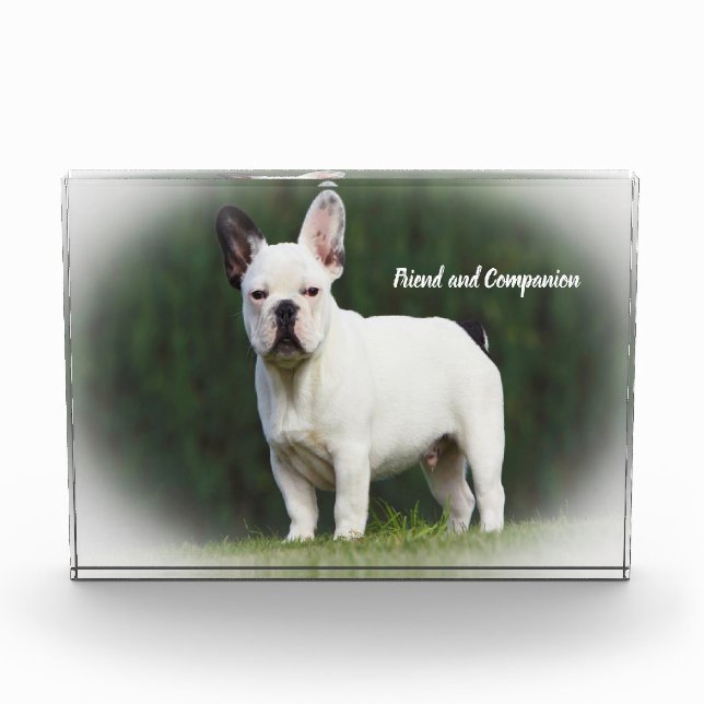 Pug Dogs Photo Block (Front)