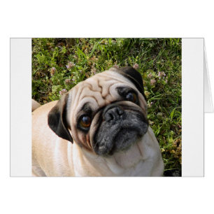 pug fawn