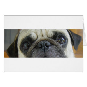 pug fawn eyes.png