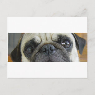 pug fawn eyes.png postcard